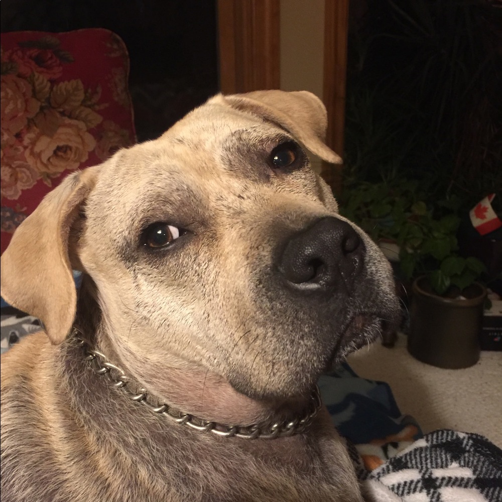 Maximus 🐾🐾🐶🐕🐾🐾 - Picture 1 of 8